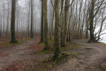 Obraz premium ghost forest, haunted woods