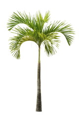 Small Palm Tree Isolated on White Background