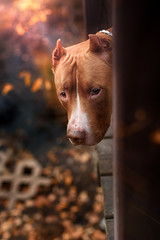 Nature Autumn Animals Leaves Dogs Iron Pitbull