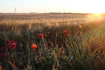 poppies with morning sun