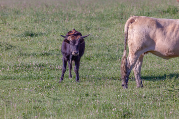 full front view of a calf looking directly at the camera in a field with half side back view of a cow