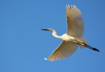 Great White Egret in flight with fully spreaded wings and clear blue sky