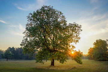 Lichtdurchfluteter Baum am Morgen