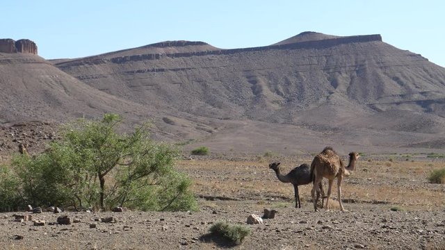 Herd of dromedary camels around a bush in Nkob, Morocco