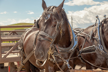 Obraz premium Brown Percheron headshot in a ranch in summer