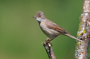 Common whitethroat female or young bird posing on branch with clear background
