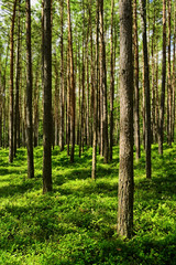 Evergreen coniferous pine forest with green bilberry plants on the forest floor. Pinewood with Scots or Scotch pine Pinus sylvestris trees growing in Pomerania, Poland. - obrazy, fototapety, plakaty
