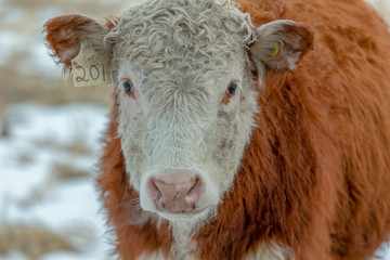 Headshot of a red and white Hereford  looking directly at the camera in a field in winter