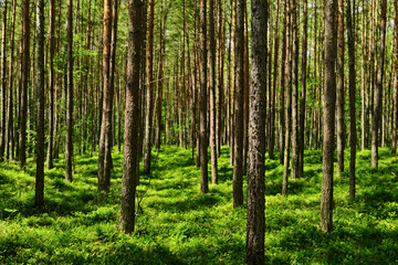 Fototapeta na wymiar Evergreen coniferous pine forest with green bilberry plants on the forest floor. Pinewood with Scots or Scotch pine Pinus sylvestris trees growing in Pomerania, Poland.