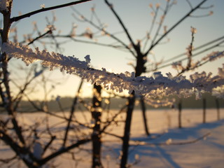 Frosty branch at winter-evening