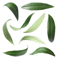 Poster Set with green olive leaves on white background © New Africa