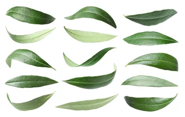 Foto op Plexiglas Set with green olive leaves on white background © New Africa