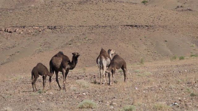 Dromedary camels feeding their young in the sahara desert around Nkob, Morocco
