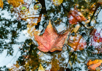 Floating Leaf