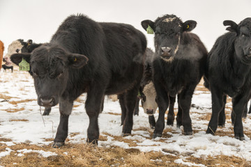 Angus and Hereford cows looking at the camera full front view exhaling breath in cold air in a...