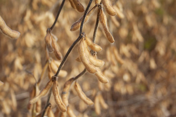 Golden ripe soybean plants in the field. Agricultural field in autumn
