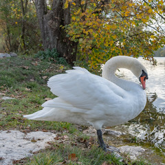 Sch&ouml;ner weisser Schwan mit Federn an Land