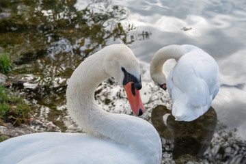 Obraz premium Schwan im Wasser