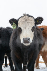 Black and white Hereford cow exhaled breath in cold air, looking directly at the camera