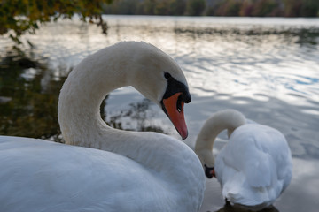 Schw&auml;ne am Wasser