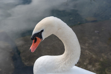 Fototapeta premium Schwan