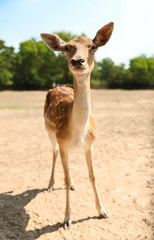 Cute doe in zoological garden on sunny day