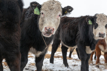 Black and white Hereford looking at the camera