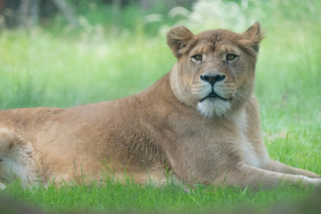 Fototapeta na wymiar lionne lion savane fauve animal roi fourrure dangereux allongé repos herbe