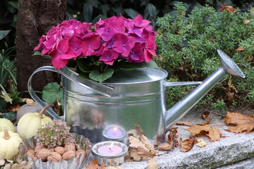 watering can with pink hydrangea flowers