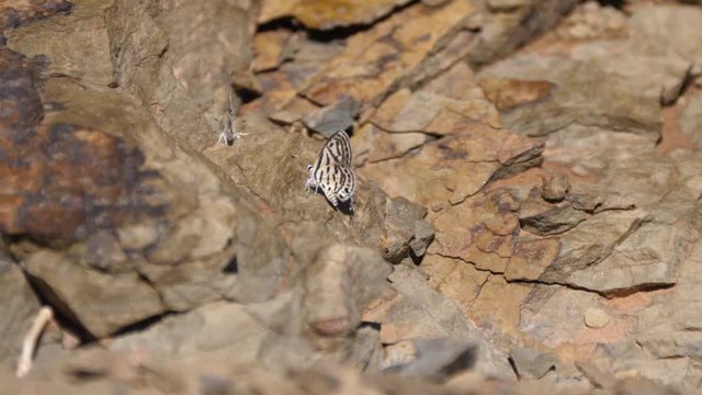 Butterfly in the sahara desert at Nkob, Morocco