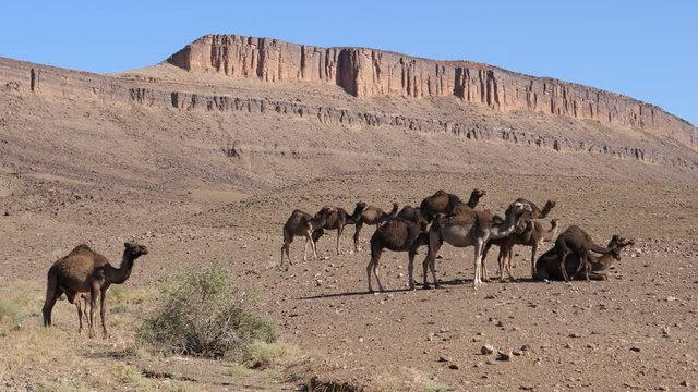 Big herd of dromedary camel families in the sahara desert at Nkob, Morocco