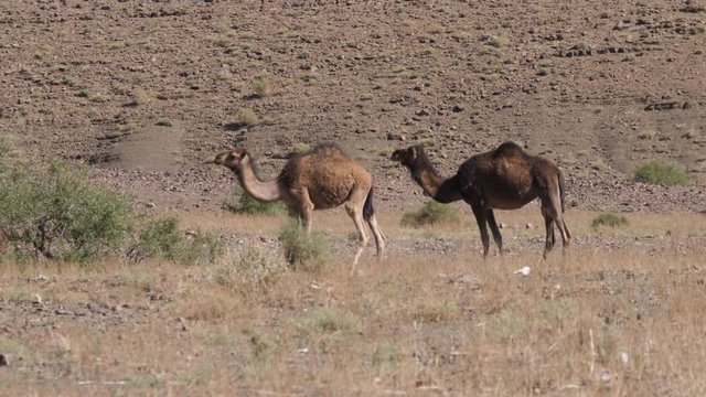 Two dromedary camels walking towards a bush in Nkob, Morocco