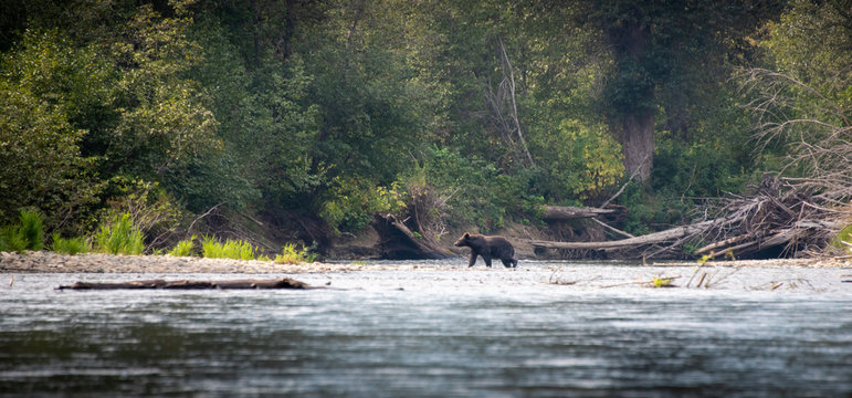 Grizzly Bear In River Valley