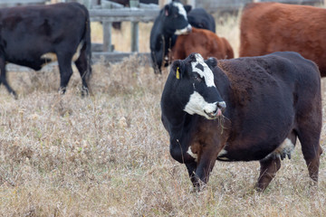 Black and white cow eating grass looking on the side, full view