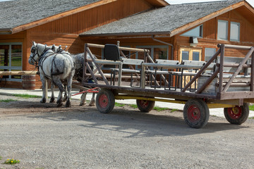 Horse hitch with caleche with team of white Percheron horses full back view 