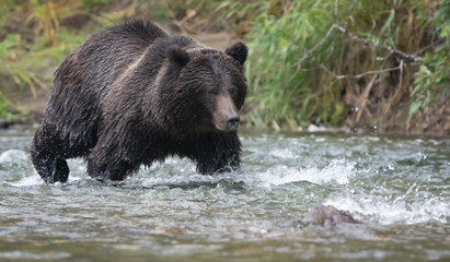 Grizzly bear in river fishing