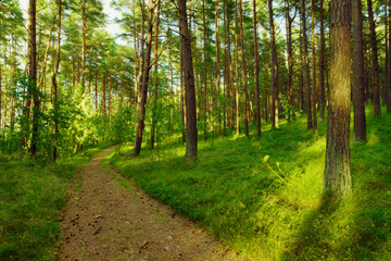 Dirt road or path through evergreen coniferous pine forest. Pinewood with Scots or Scotch pine Pinus sylvestris trees growing in Pomerania, Poland.
