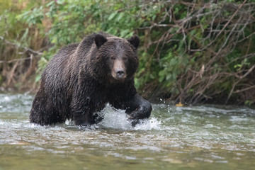 Obraz na płótnie Canvas Grizzly bear in river