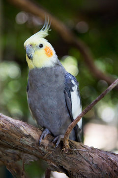 Cockatiel (Nymphicus hollandicus), Queensland, Australia