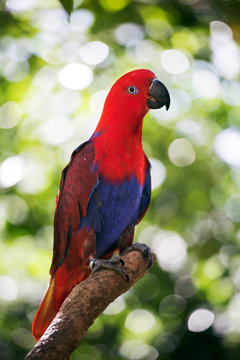 Eclectus Parrot (Eclectus roratus) female, Queensland, Australia