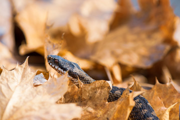 grass snake Natrix natrix close-up