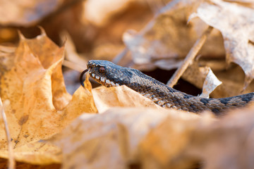 grass snake Natrix natrix close-up
