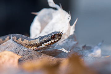 grass snake Natrix natrix close-up