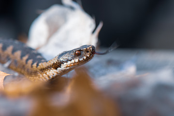 grass snake Natrix natrix close-up
