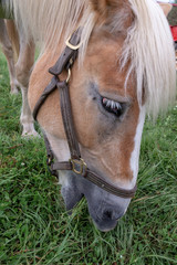 Palomino horse grazing grass close up on side view of head
