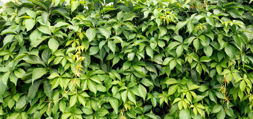 green ivy on a stone wall