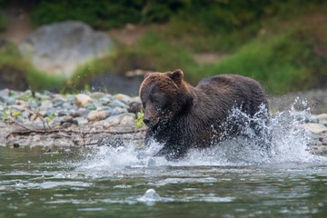 Grizzly bear fishing in river