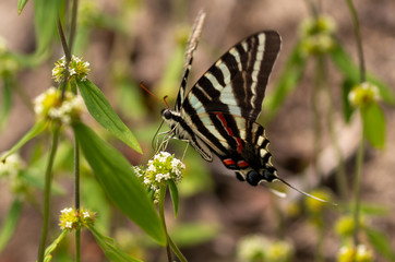 Zebra Butterfly on flower
