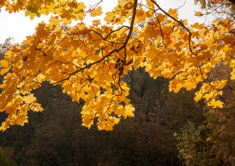 Branch with yellow leaves at autumn sunny day