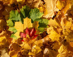 Naklejka na ściany i meble Fallen maple leaves on ground at sunny day